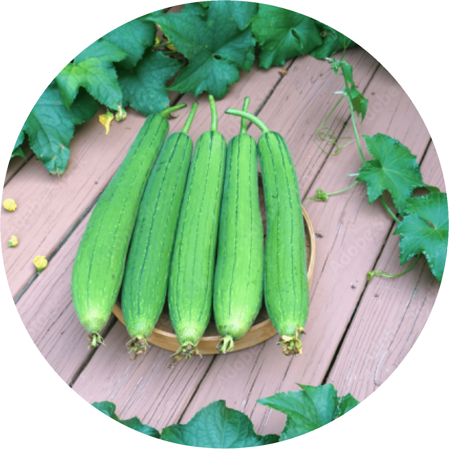 Sponge Gourd